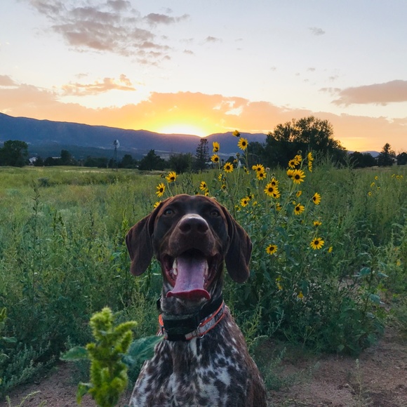 Meet your Posher, Dawn - Picture 4 of 5